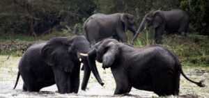 Adventure In The Wild Safaris